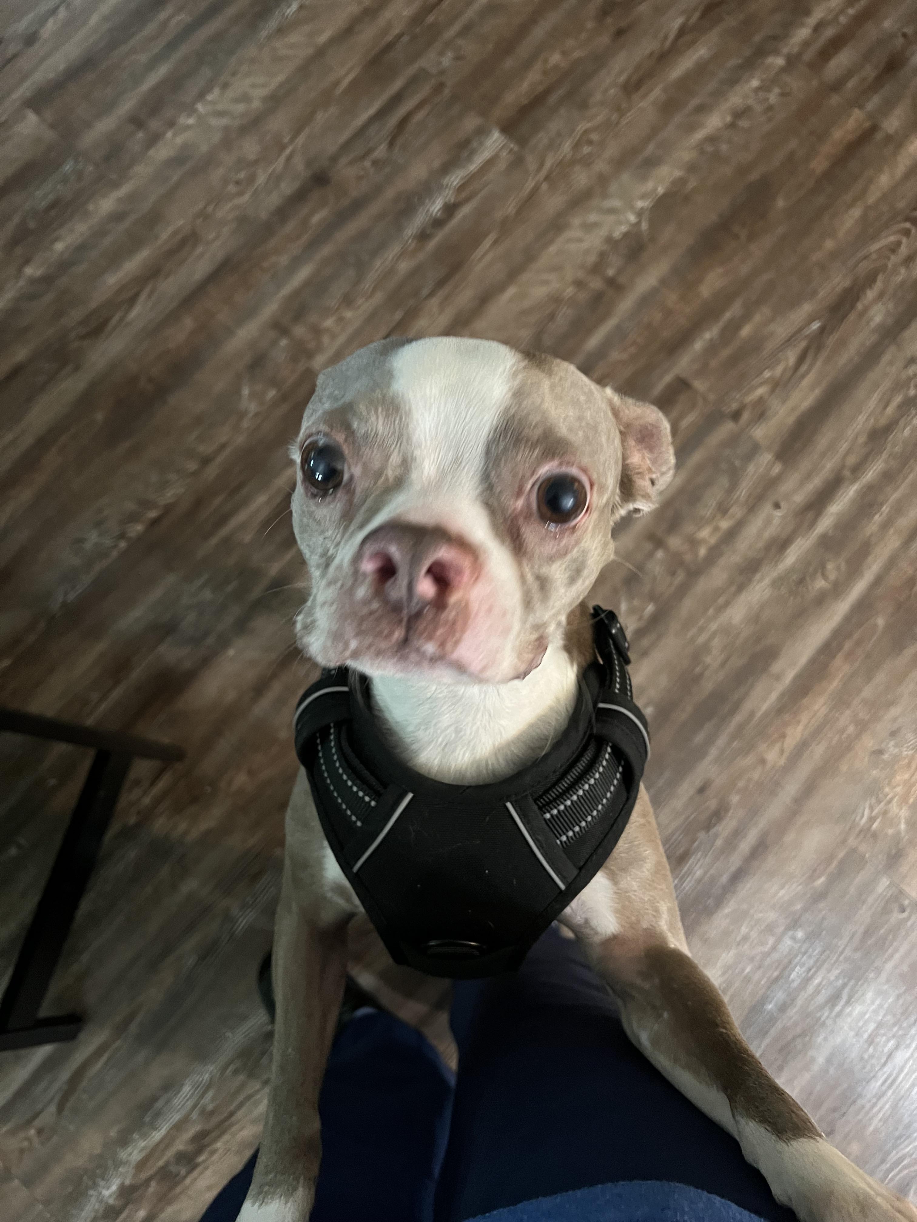 Enlarge Van Gogh aka Vanny, a Adoptable Boston Terrier in Van Vleck, TX image 5/6