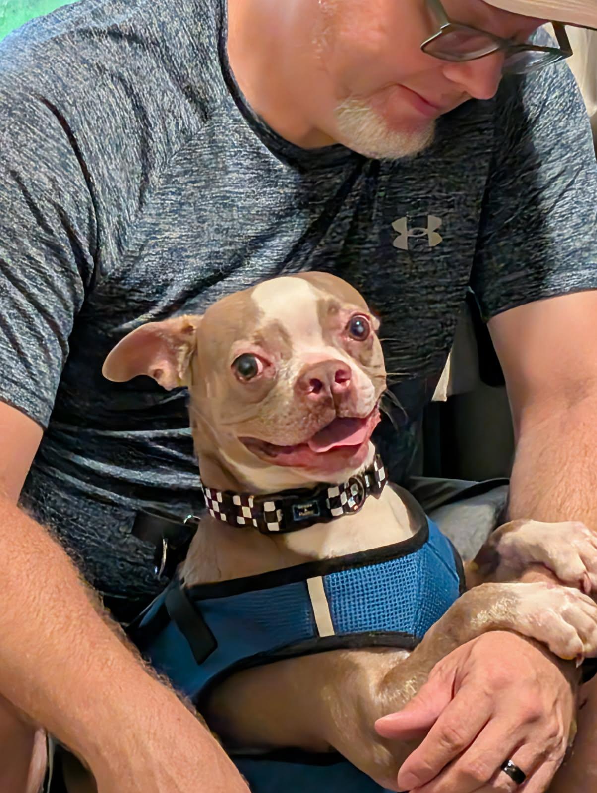 Enlarge Van Gogh aka Vanny, a Adoptable Boston Terrier in Van Vleck, TX image 6/6