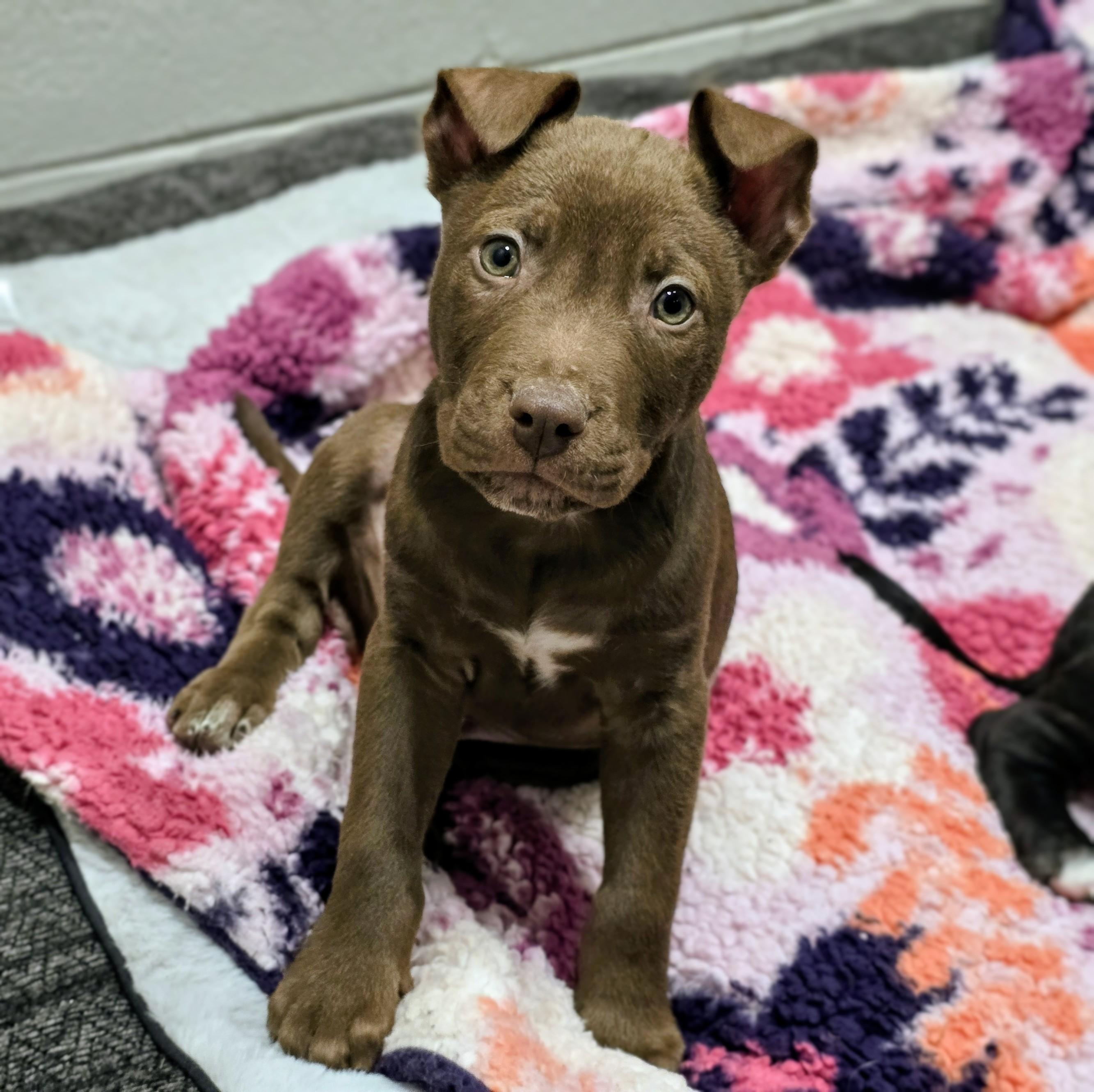26-14 Dallas, adopted, Puppy Male Pit Bull Terrier.