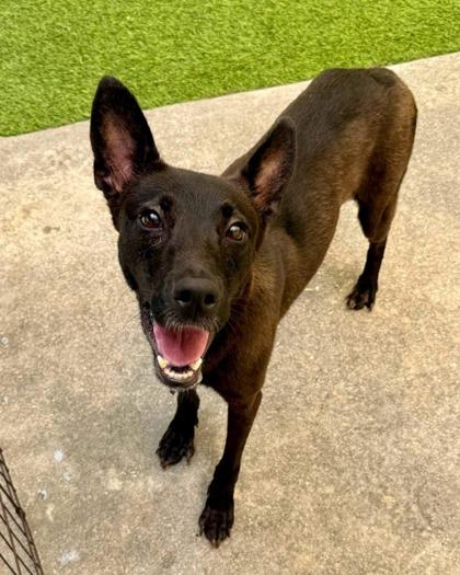 Blossom, Adoptable, Adult Female Belgian Shepherd / Malinois & Terrier.