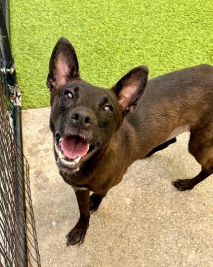 Enlarge Blossom, a Adoptable mixed breed in Picayune, MS image 2/3