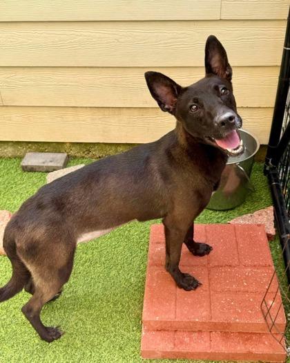 Enlarge Blossom, a Adoptable mixed breed in Picayune, MS image 3/3