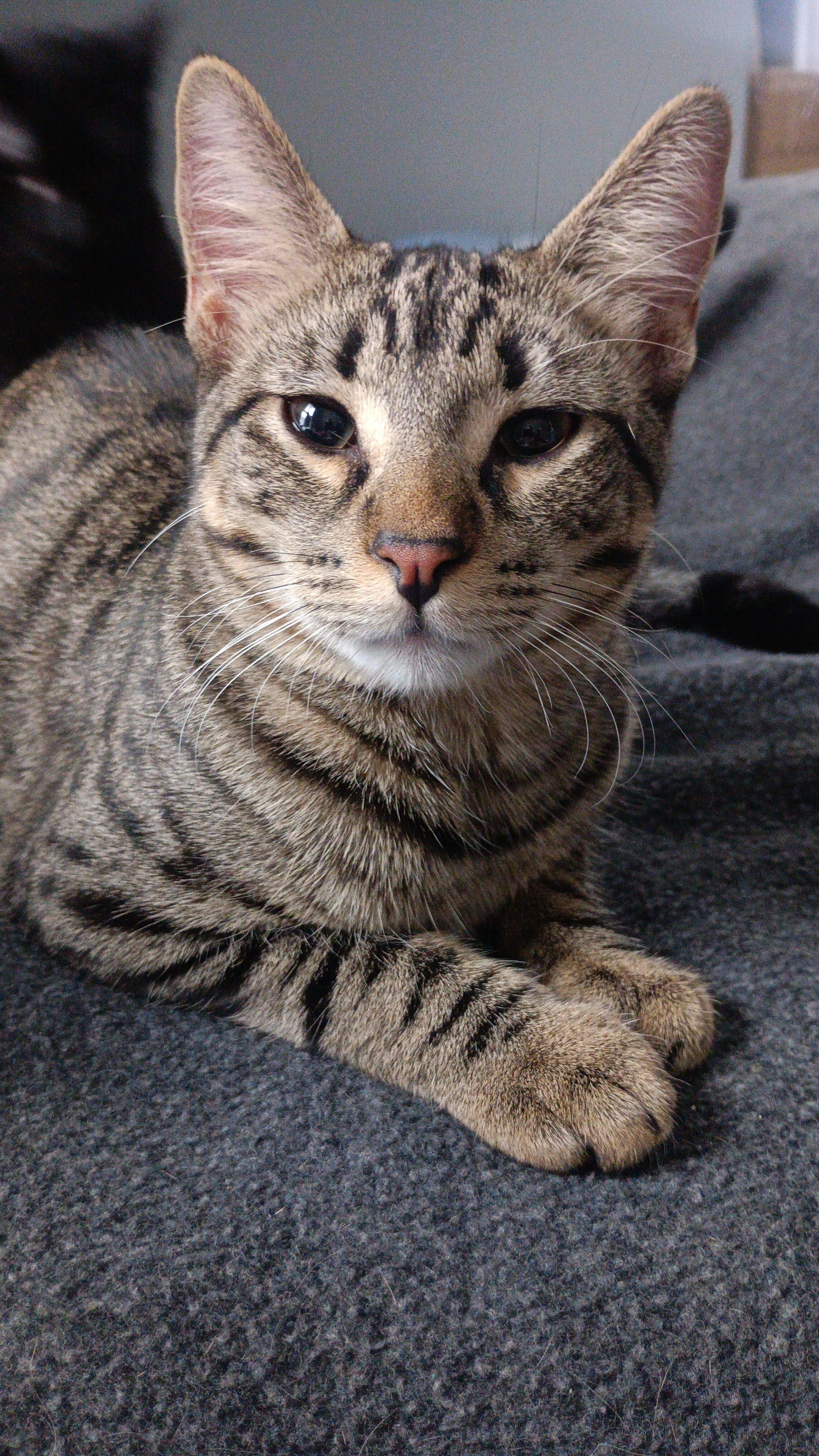 Enlarge Sassafras, a ADOPTABLE Domestic Short Hair in Milwaukee, WI image 4/6