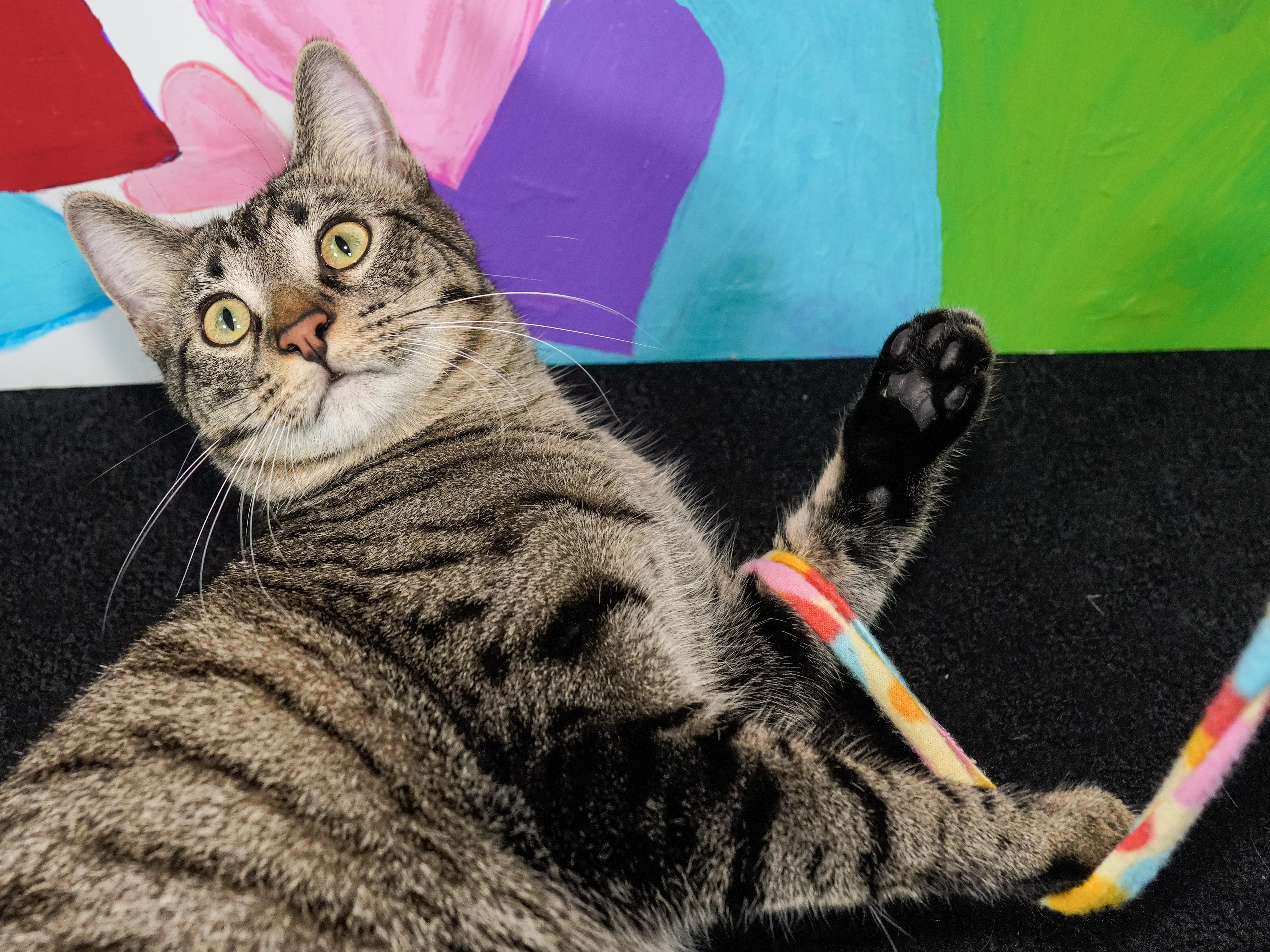 Enlarge Sassafras, a ADOPTABLE Domestic Short Hair in Milwaukee, WI image 2/6