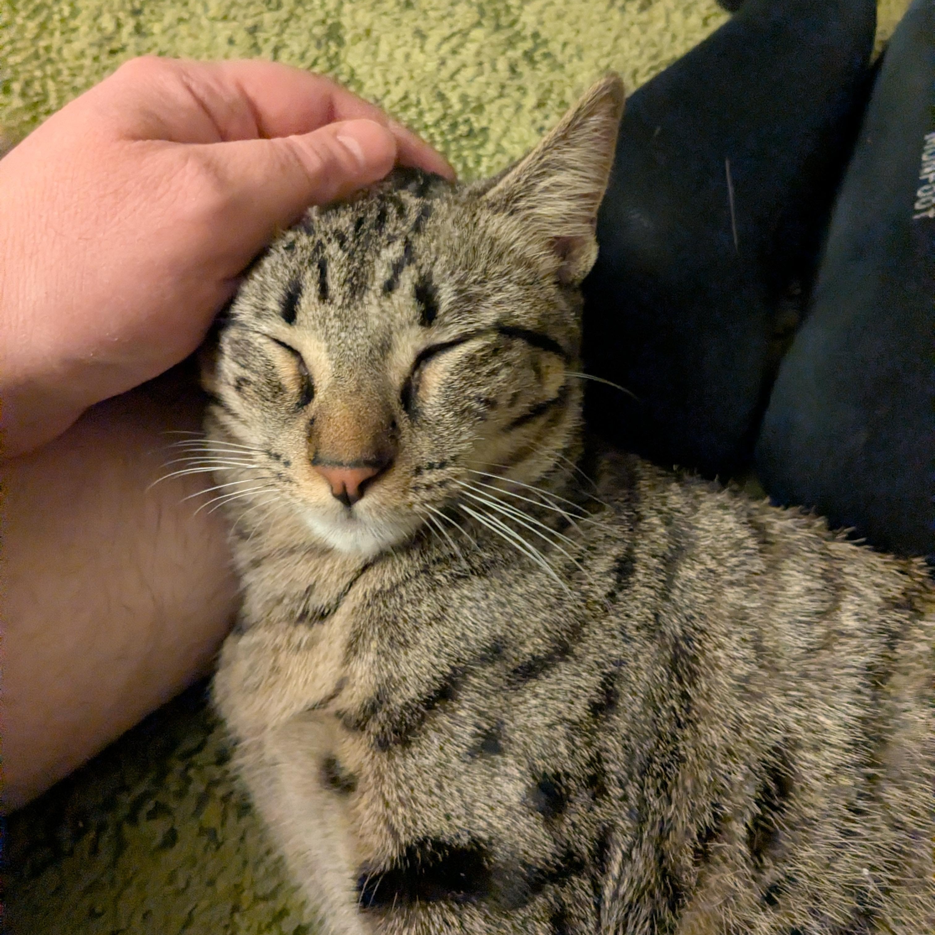 Enlarge Sassafras, a ADOPTABLE Domestic Short Hair in Milwaukee, WI image 3/6