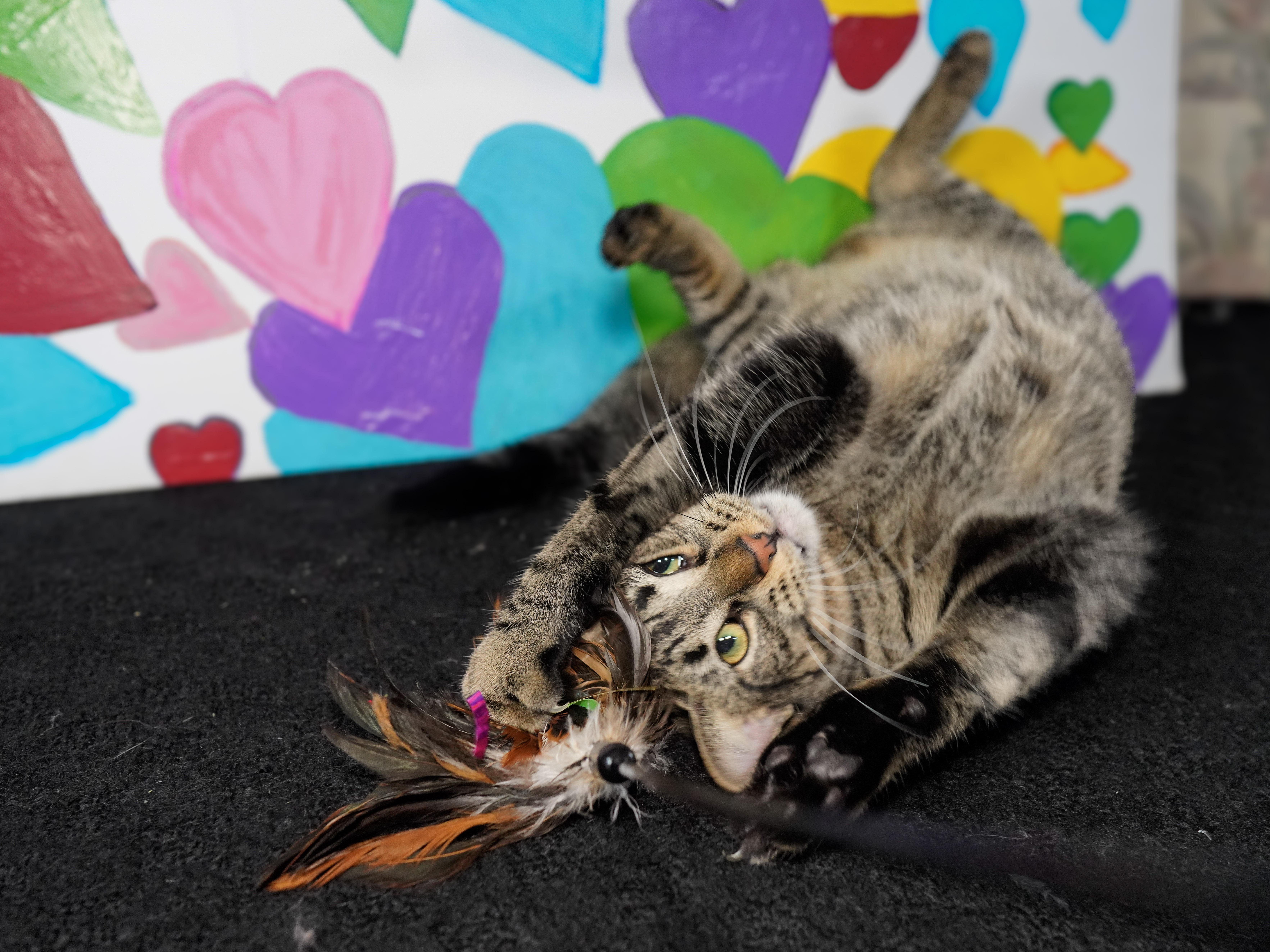 Enlarge Sassafras, a ADOPTABLE Domestic Short Hair in Milwaukee, WI image 6/6