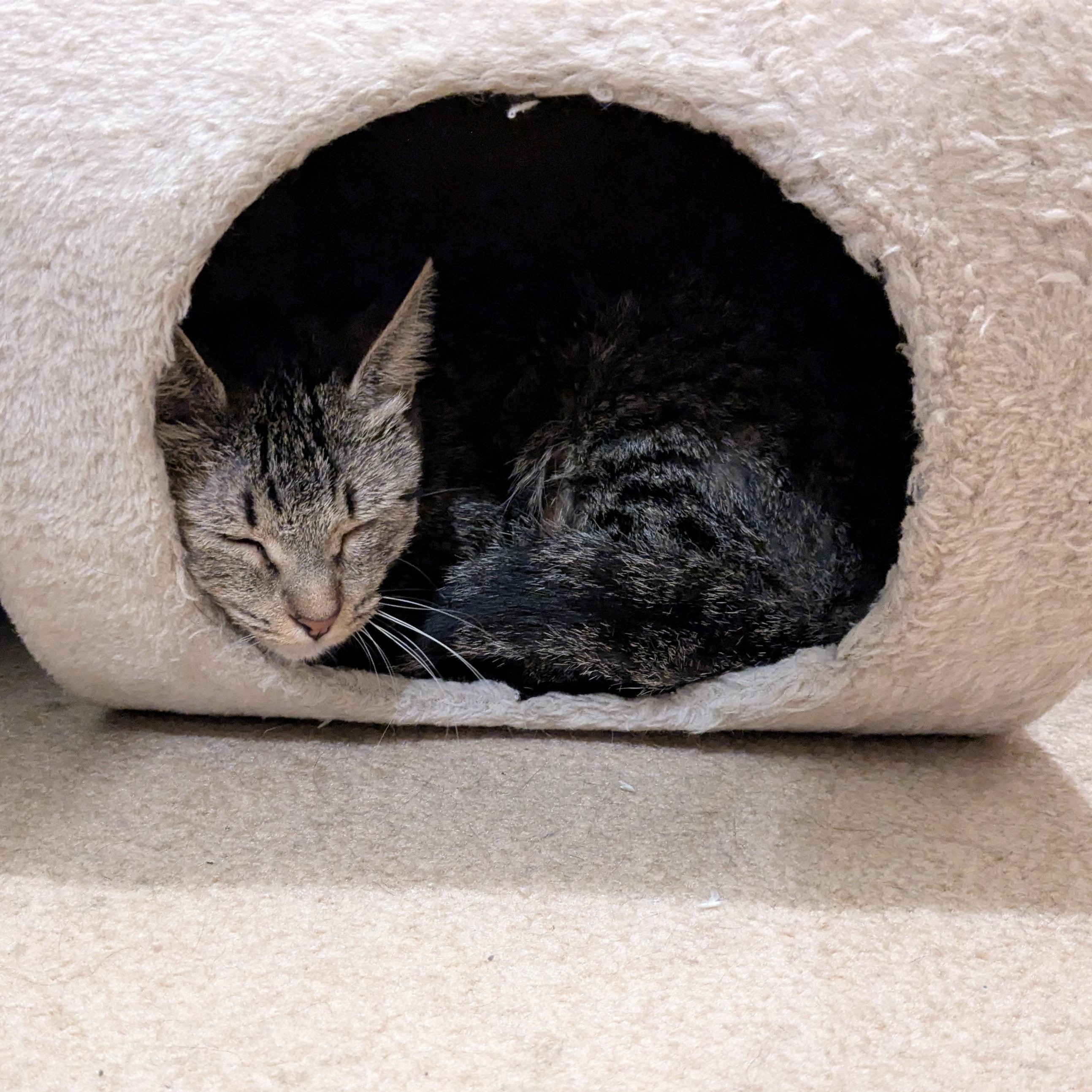 Enlarge Sassafras, a ADOPTABLE Domestic Short Hair in Milwaukee, WI image 5/6