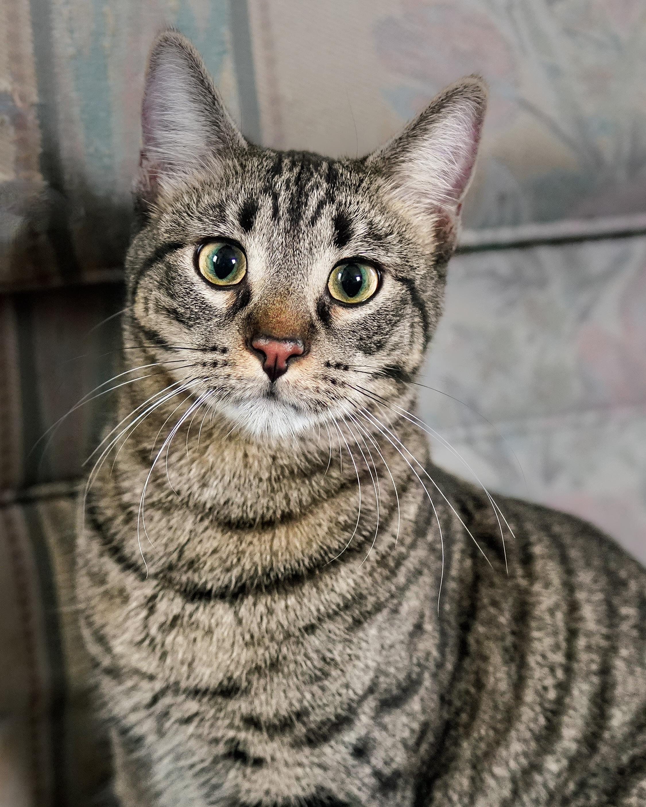 Sassafras, ADOPTABLE, Young Male Domestic Short Hair.