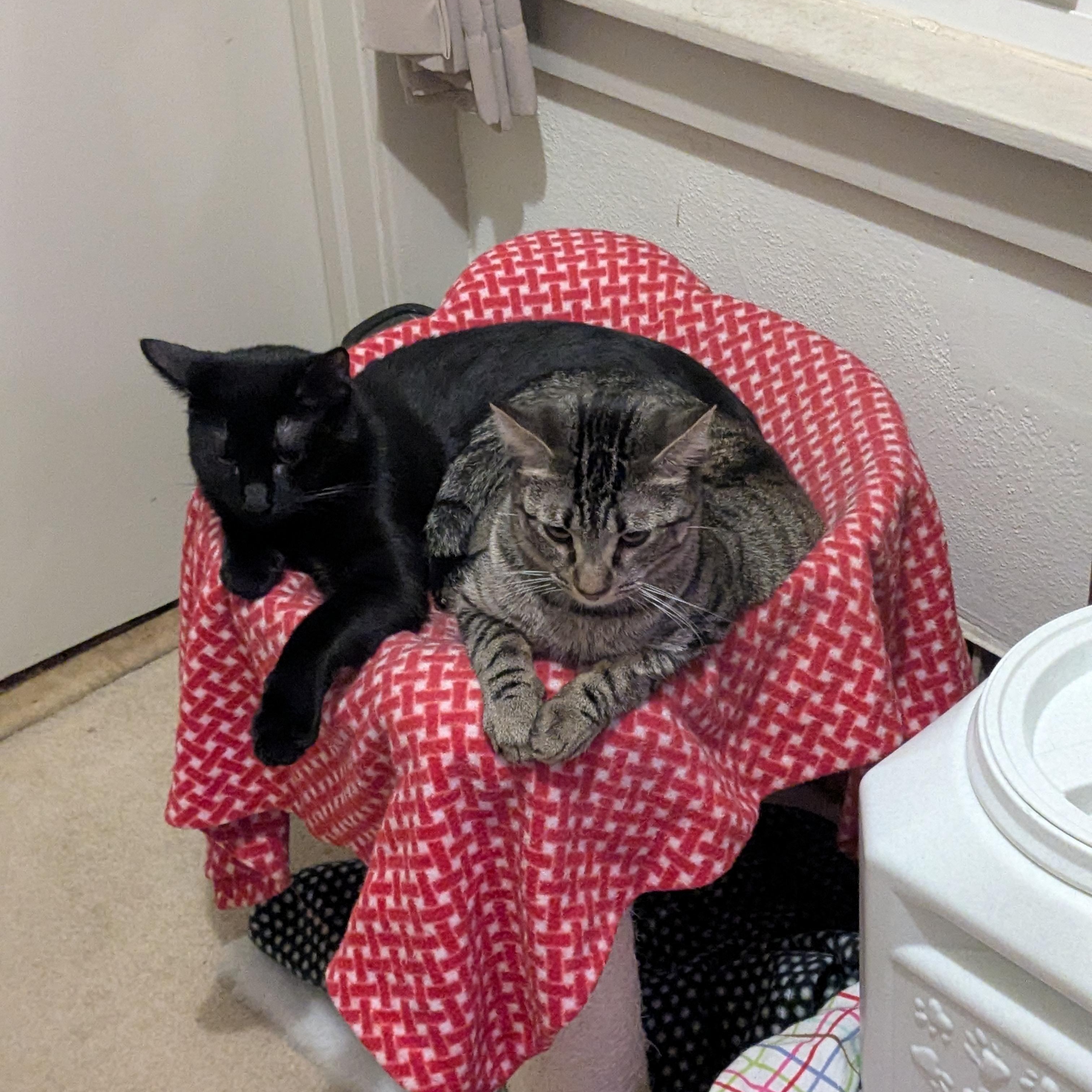 Enlarge Sassafras, a ADOPTABLE Domestic Short Hair in Milwaukee, WI image 6/6