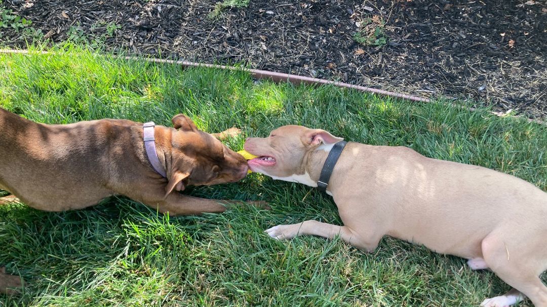 Enlarge Shea - Friendly & Gentle, a Adopted mixed breed in Pleasant Hill, CA image 1/4