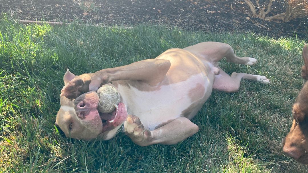 Enlarge Shea - Friendly & Gentle, a Adopted mixed breed in Pleasant Hill, CA image 2/4