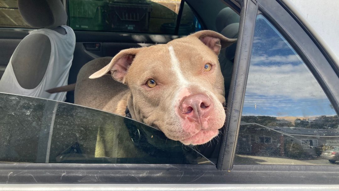 Enlarge Shea - Friendly & Gentle, a Adopted mixed breed in Pleasant Hill, CA image 3/4