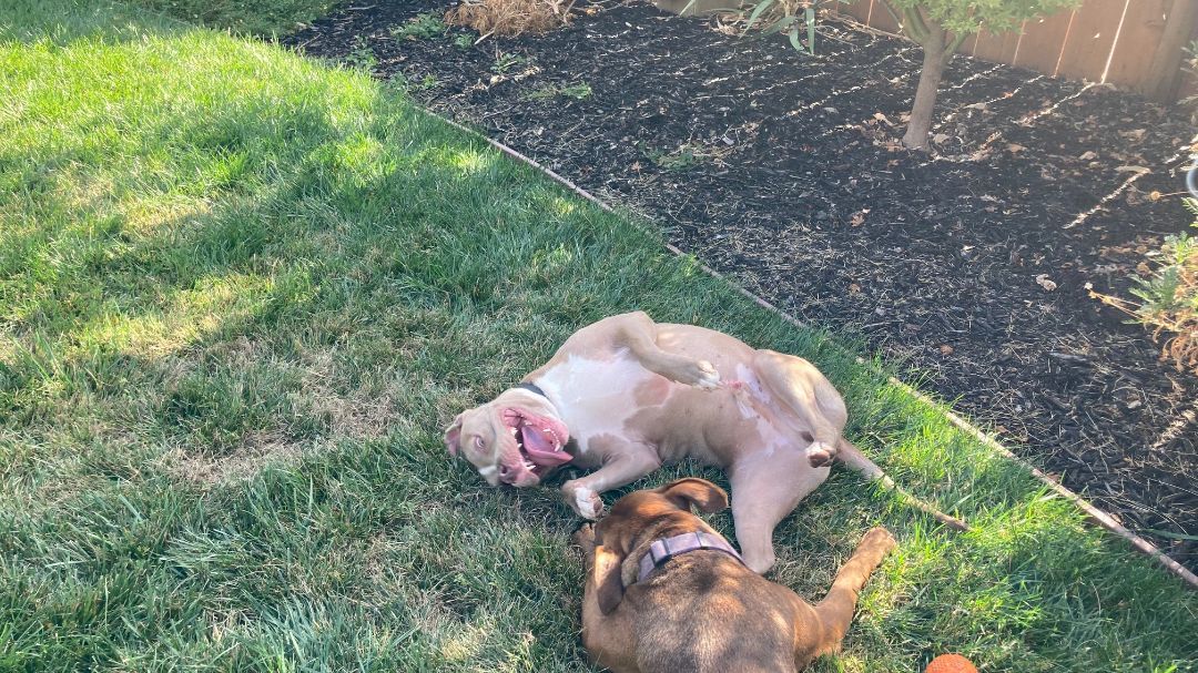 Shea - Friendly & Gentle, Adopted, Adult Male American Bully & Pit Bull Terrier.