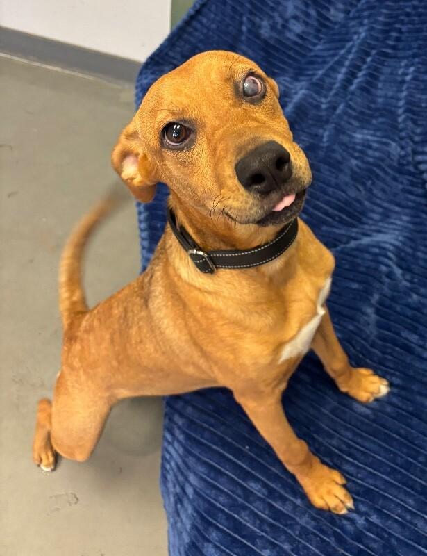 Enlarge Gigi, a Adoptable mixed breed in Van Nuys, CA image 2/6