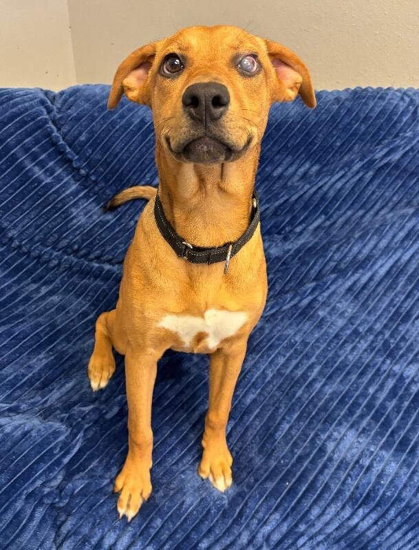 Enlarge Gigi, a Adoptable mixed breed in Van Nuys, CA image 4/6