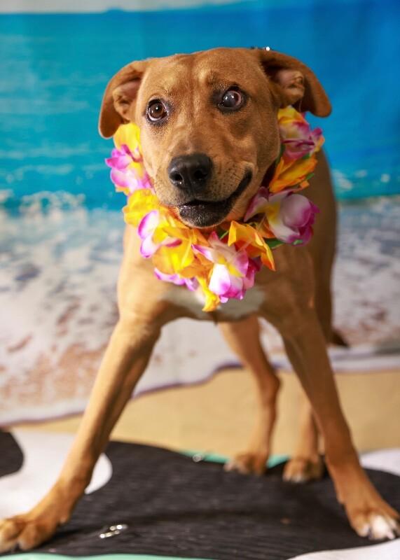 Enlarge Gigi, a Adoptable mixed breed in Van Nuys, CA image 5/6