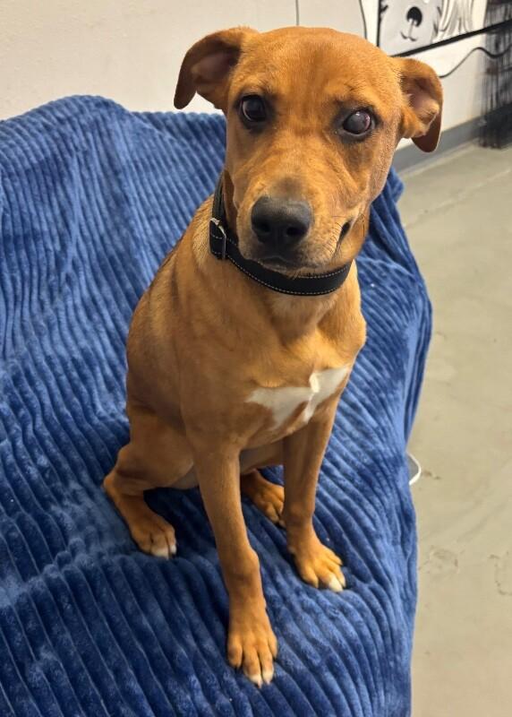 Enlarge Gigi, a Adoptable mixed breed in Van Nuys, CA image 6/6