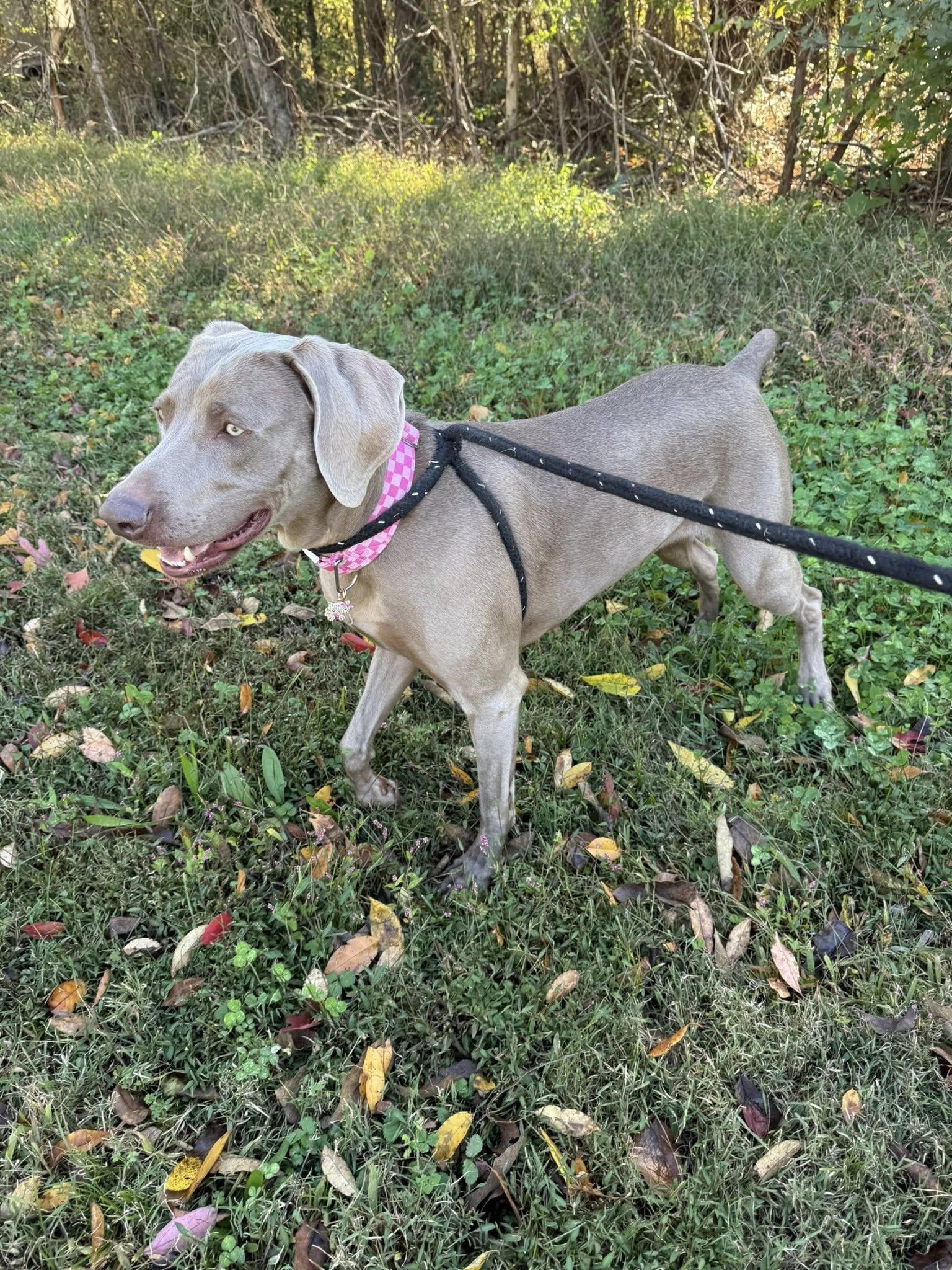 Enlarge Zeva, a Adoptable Weimaraner in Salisbury, NC image 2/5