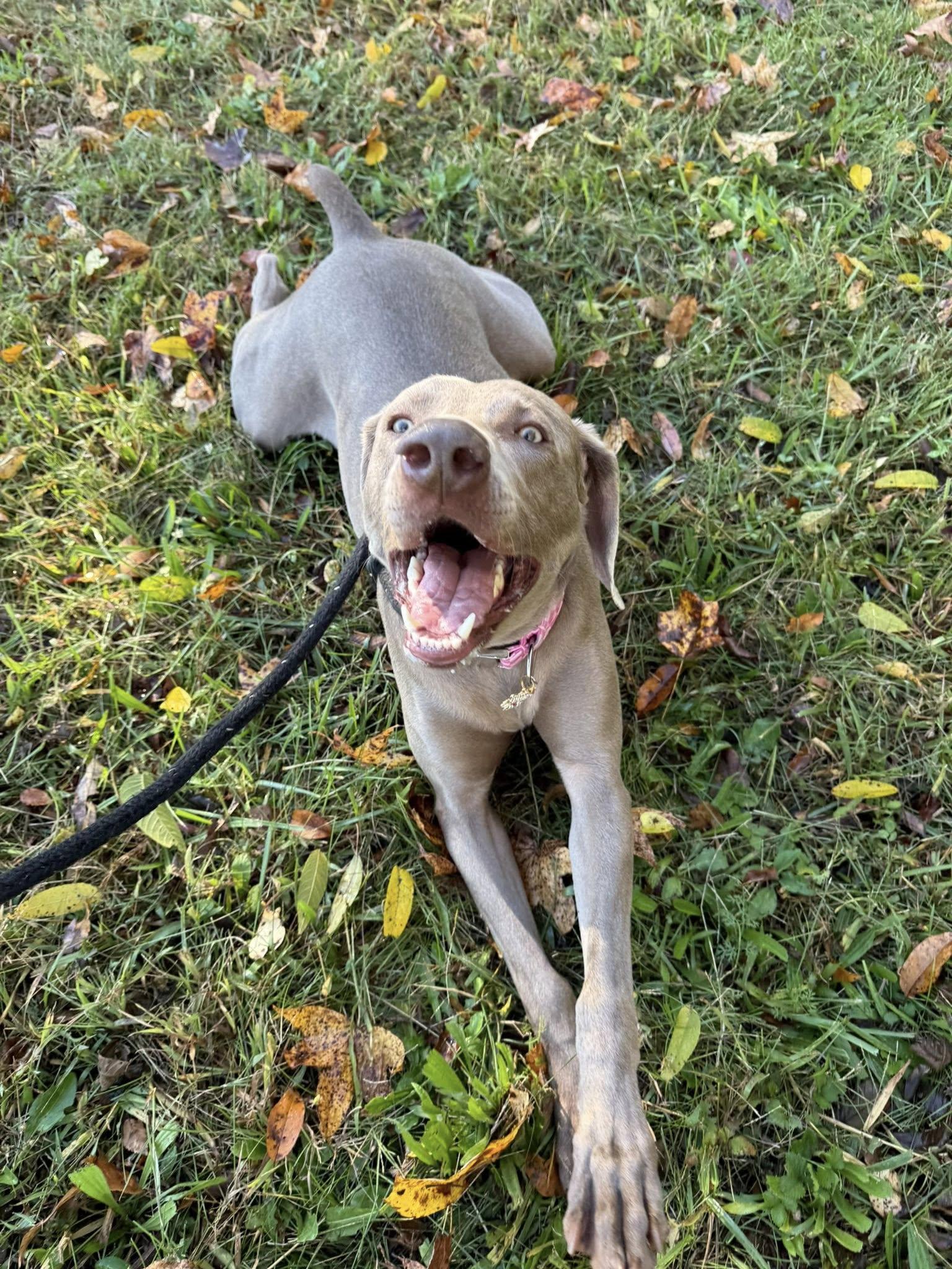 Enlarge Zeva, a Adoptable Weimaraner in Salisbury, NC image 5/5