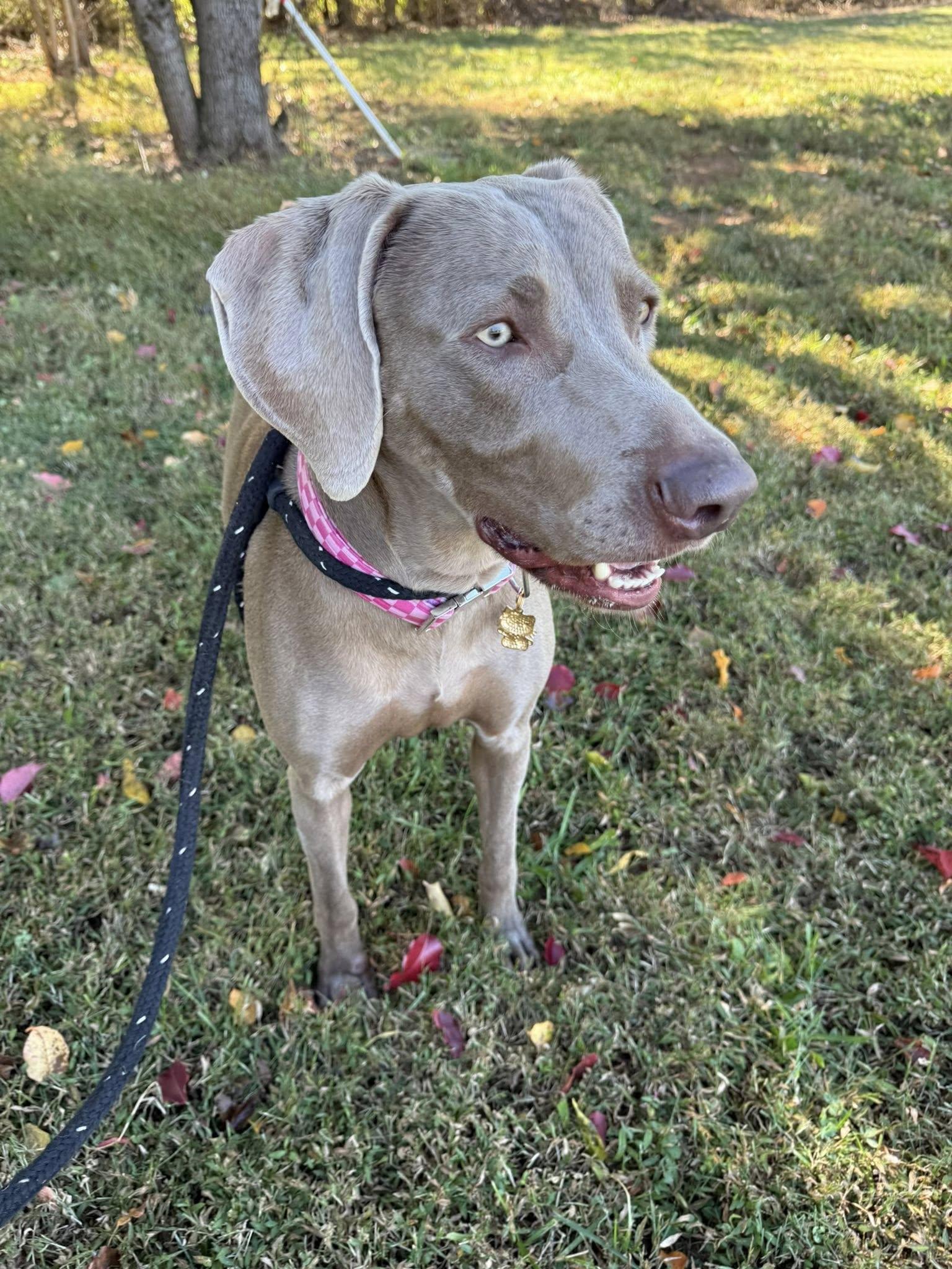 Enlarge Zeva, a Adoptable Weimaraner in Salisbury, NC image 1/5