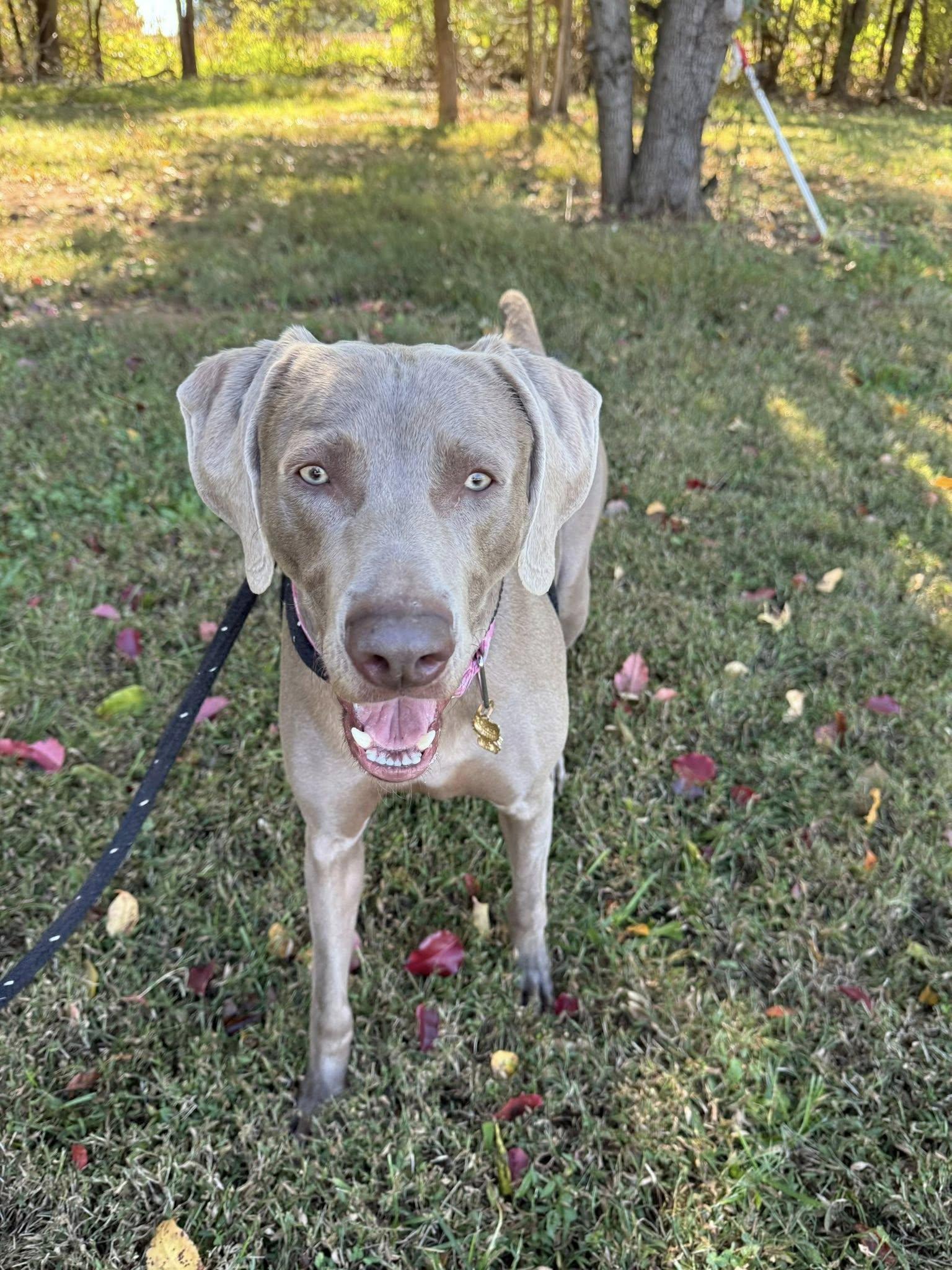 Enlarge Zeva, a Adoptable Weimaraner in Salisbury, NC image 3/5
