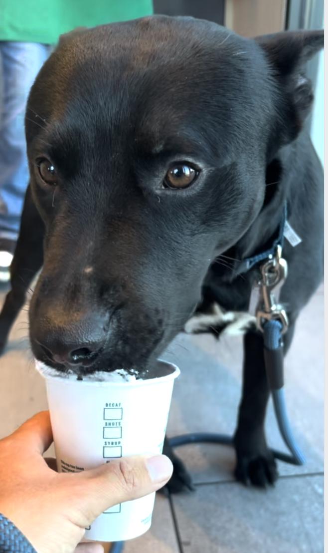 Enlarge Angus, a ADOPTABLE mixed breed in Santa Monica, CA image 3/6