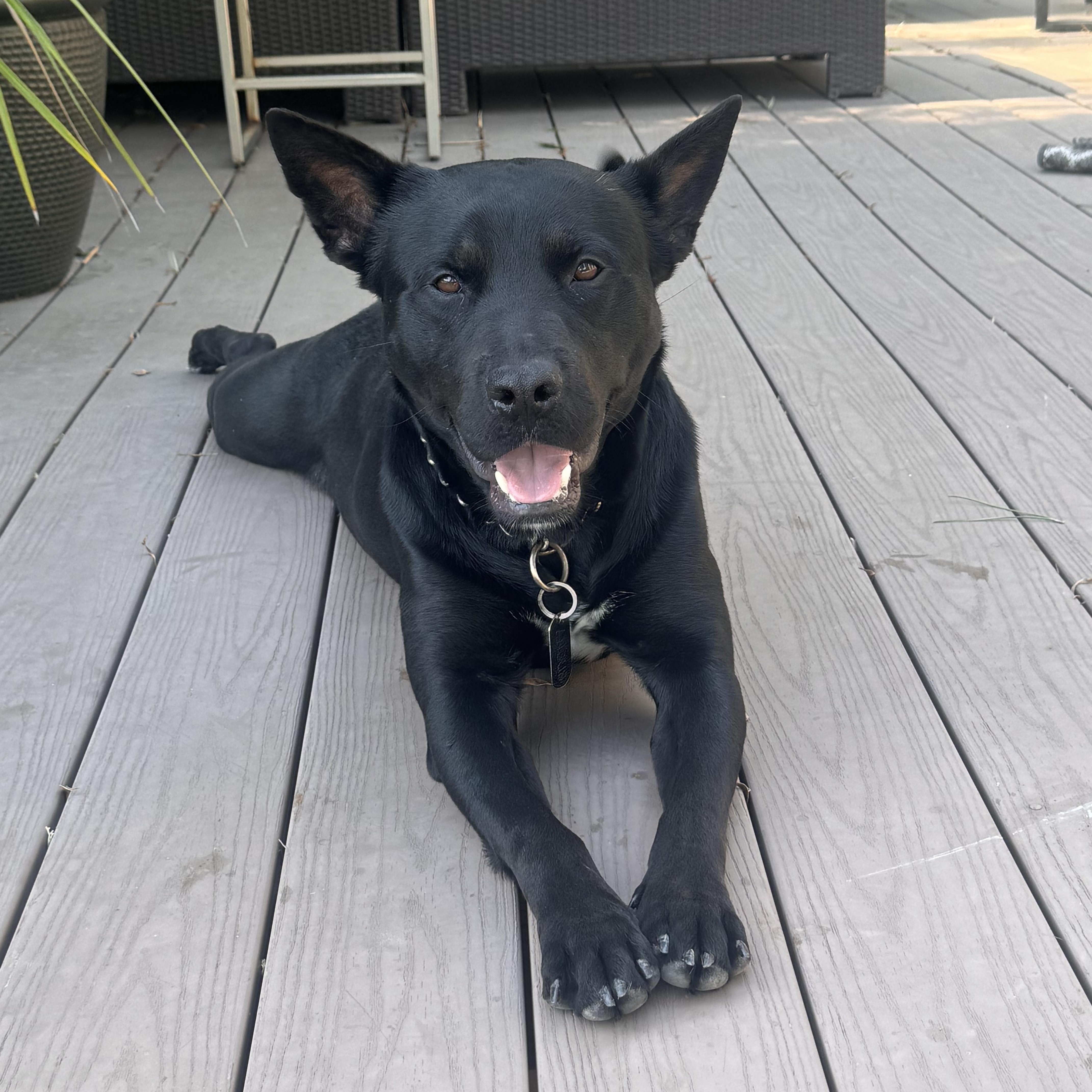 Enlarge Angus, a ADOPTABLE mixed breed in Santa Monica, CA image 1/6