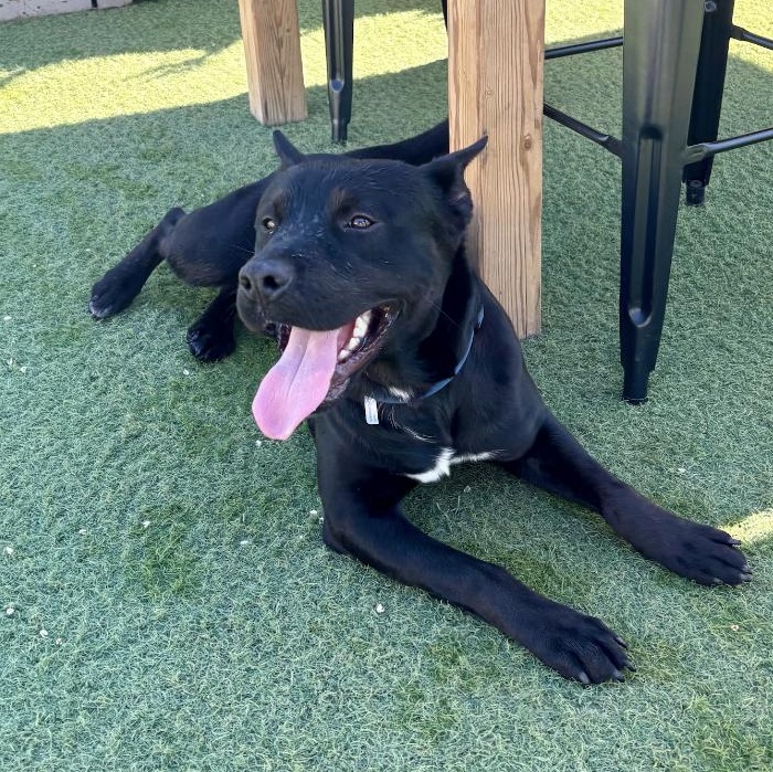 Enlarge Angus, a ADOPTABLE mixed breed in Santa Monica, CA image 2/6