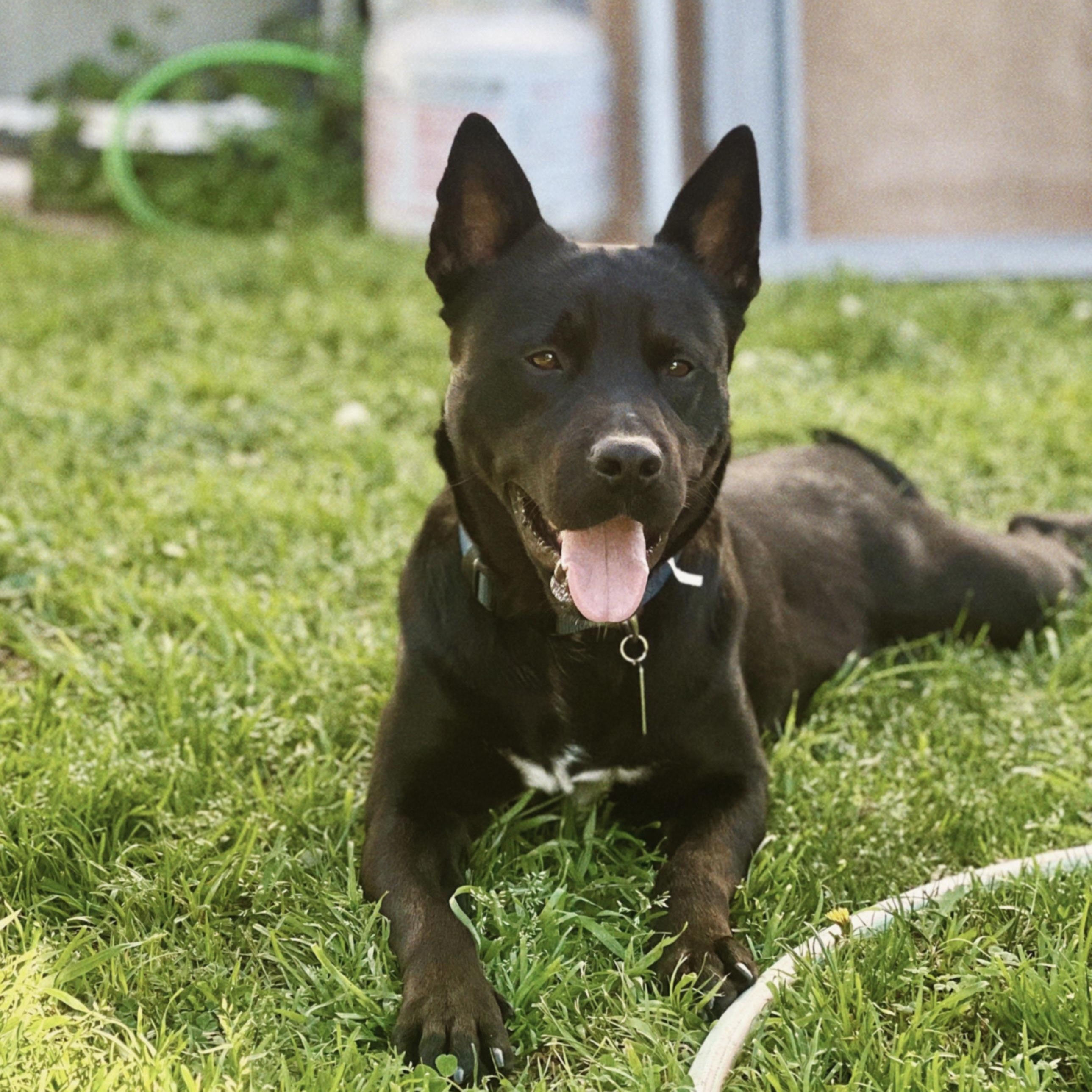 Enlarge Angus, an adopted mixed breed in Carlsbad, CA image 1/6
