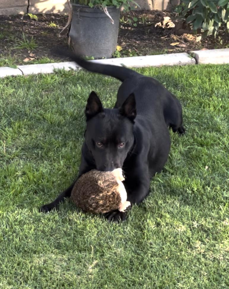 Enlarge Angus, a ADOPTABLE mixed breed in Santa Monica, CA image 4/6
