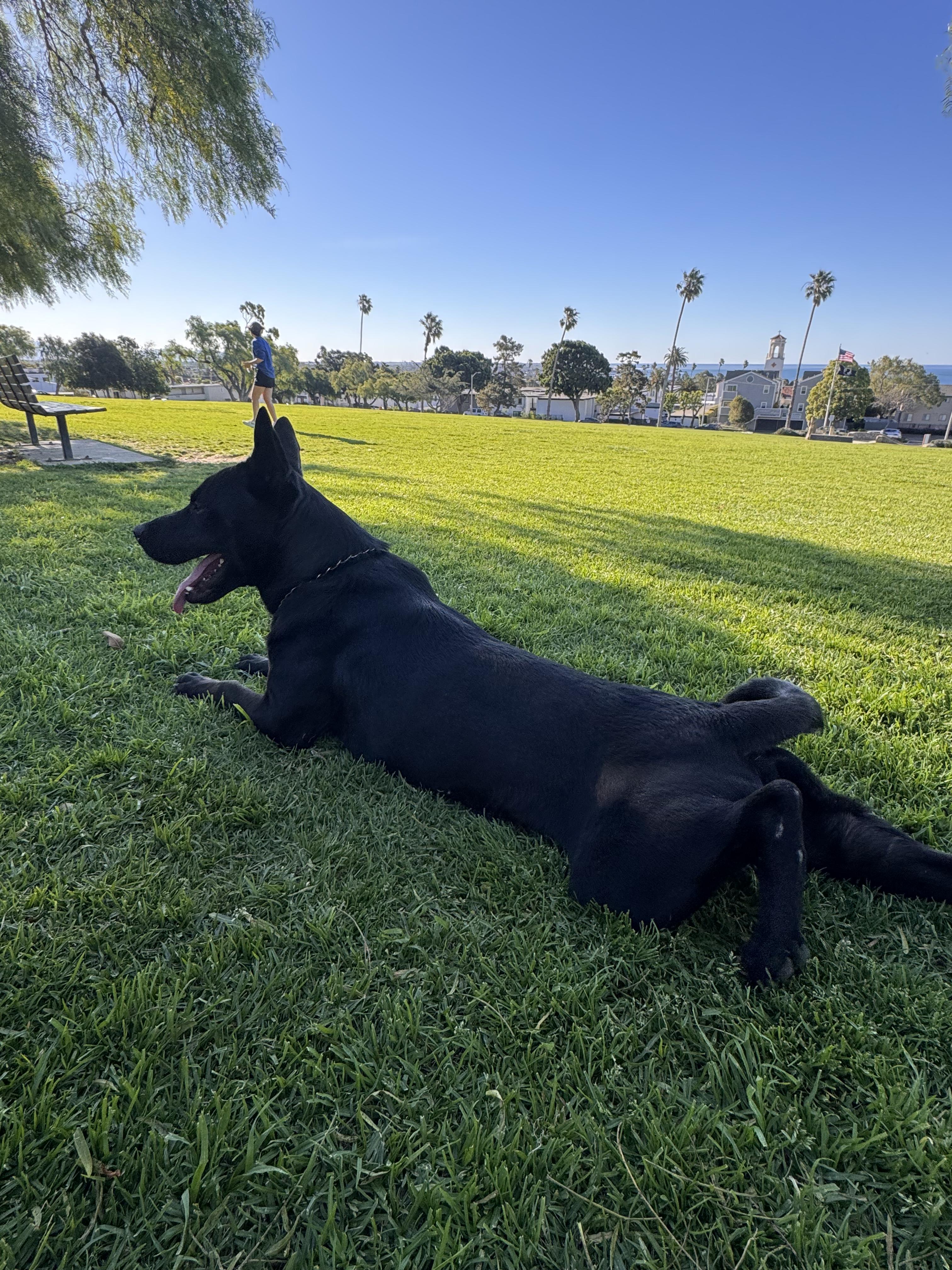 Enlarge Angus, a ADOPTABLE mixed breed in Santa Monica, CA image 6/6