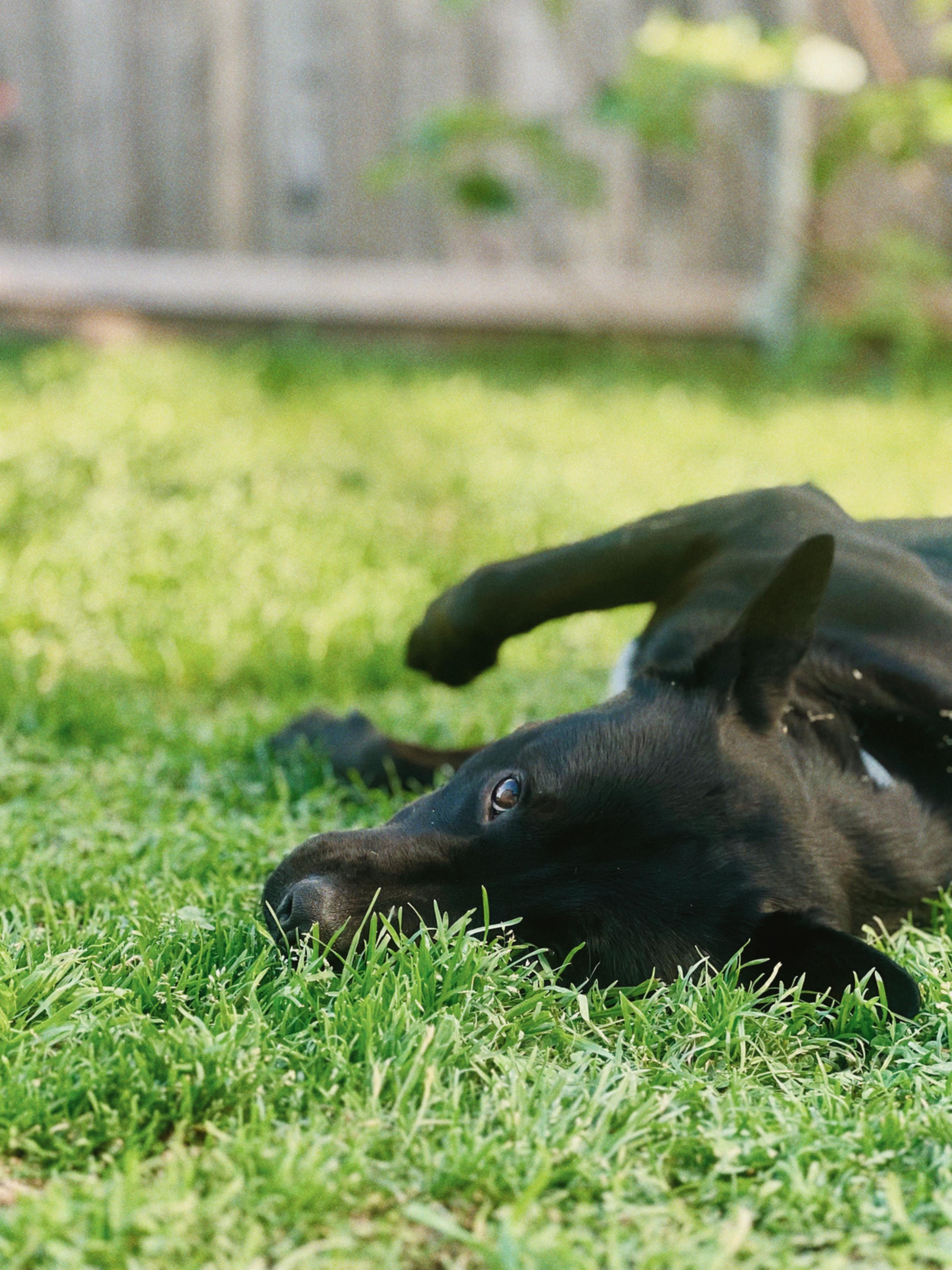 Enlarge Angus, an adopted mixed breed in Carlsbad, CA image 3/6