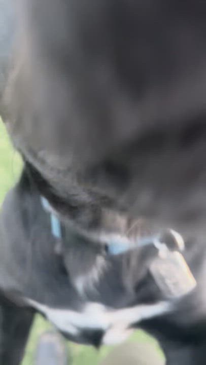 Enlarge Angus, a ADOPTABLE mixed breed in Santa Monica, CA video 5/6