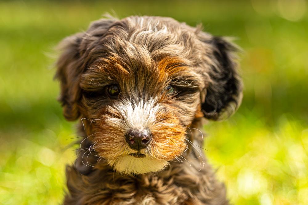 Spencer, Adoptable, Puppy Male Bernese Mountain Dog & Poodle.