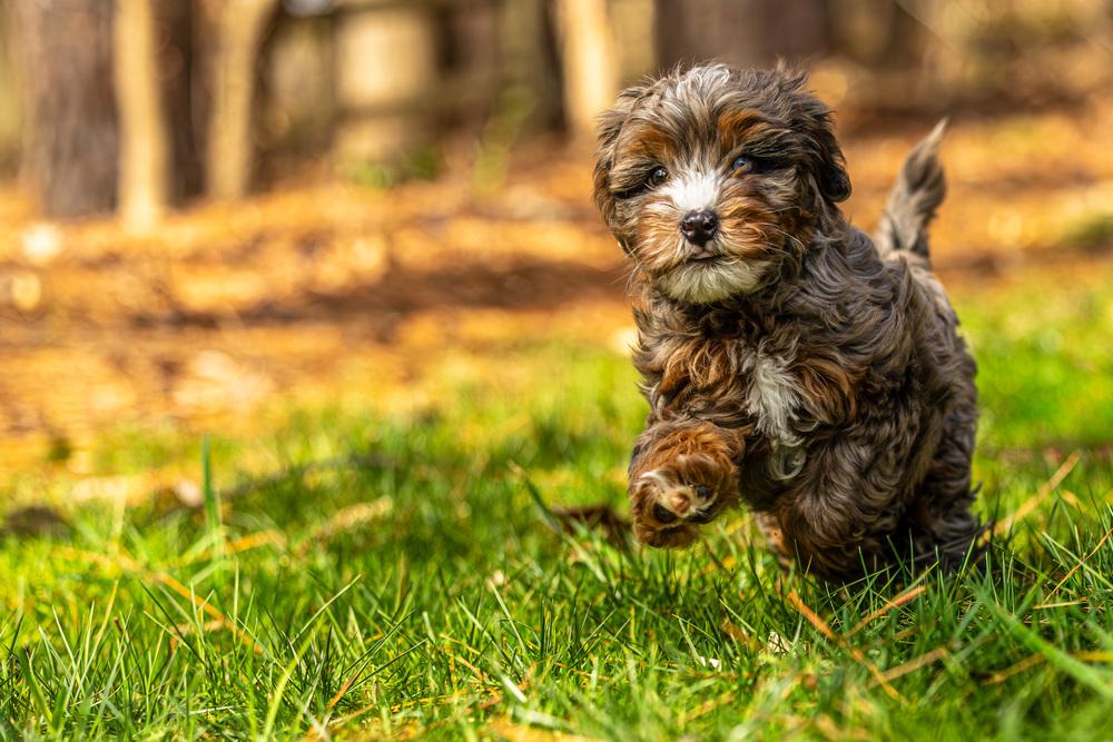 Spencer, a Adoptable mixed breed in Alpharetta, GA image 2/6
