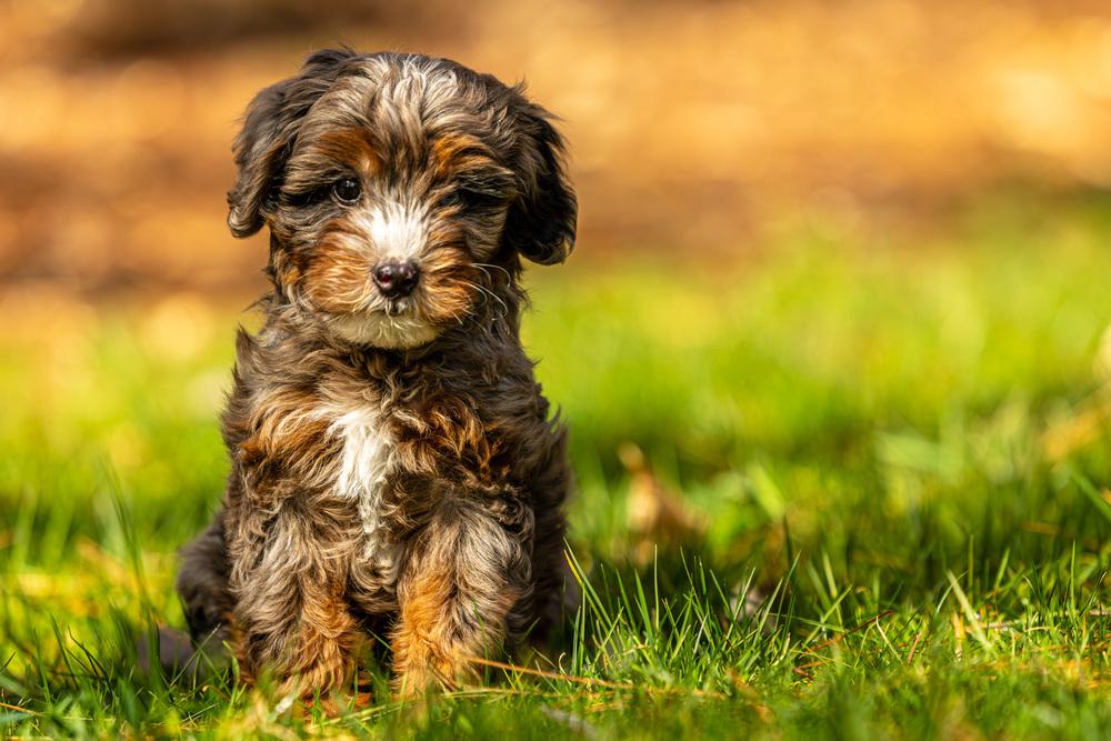 Spencer, a Adoptable mixed breed in Alpharetta, GA image 3/6
