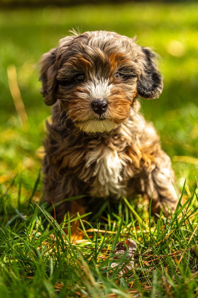 Spencer, a Adoptable mixed breed in Alpharetta, GA image 4/6