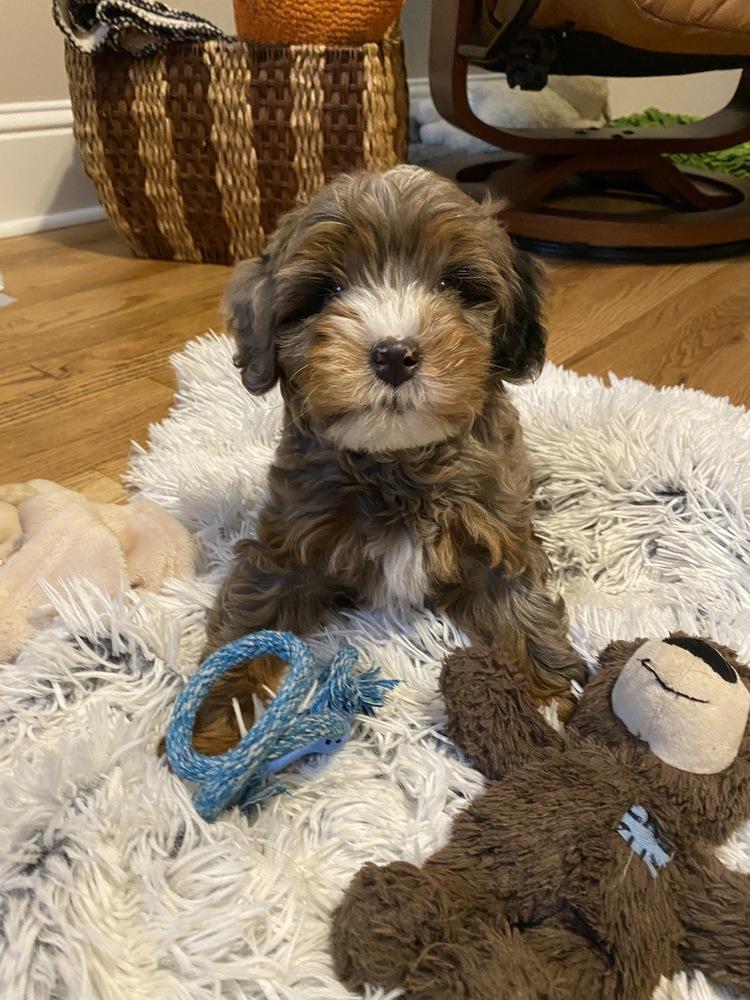 Spencer, a Adoptable mixed breed in Alpharetta, GA image 5/6