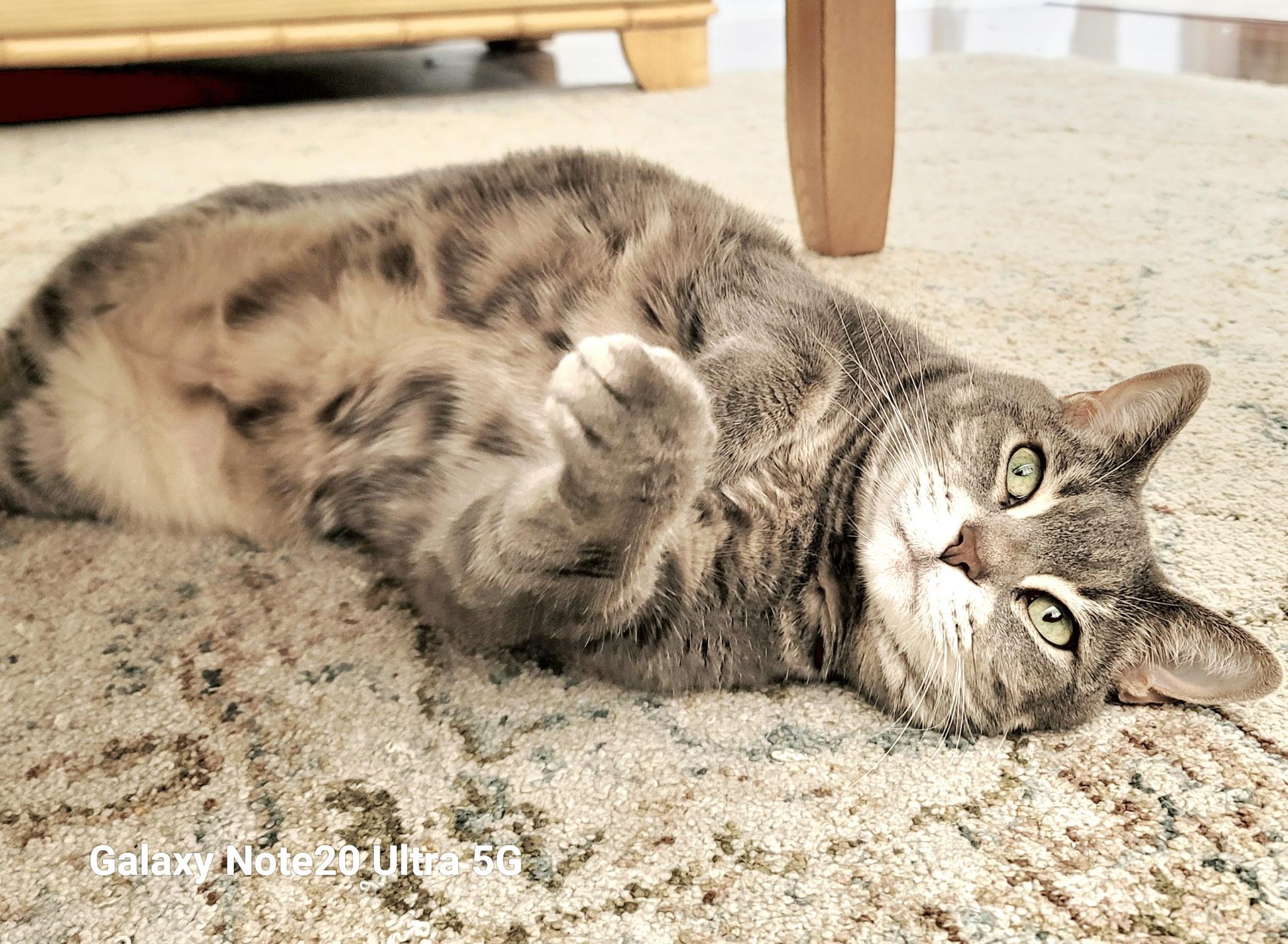 Lola (SO FRIENDLY) w/supplies *VIDEO*, a ADOPTABLE Domestic Short Hair in Orlando, FL image 2/6