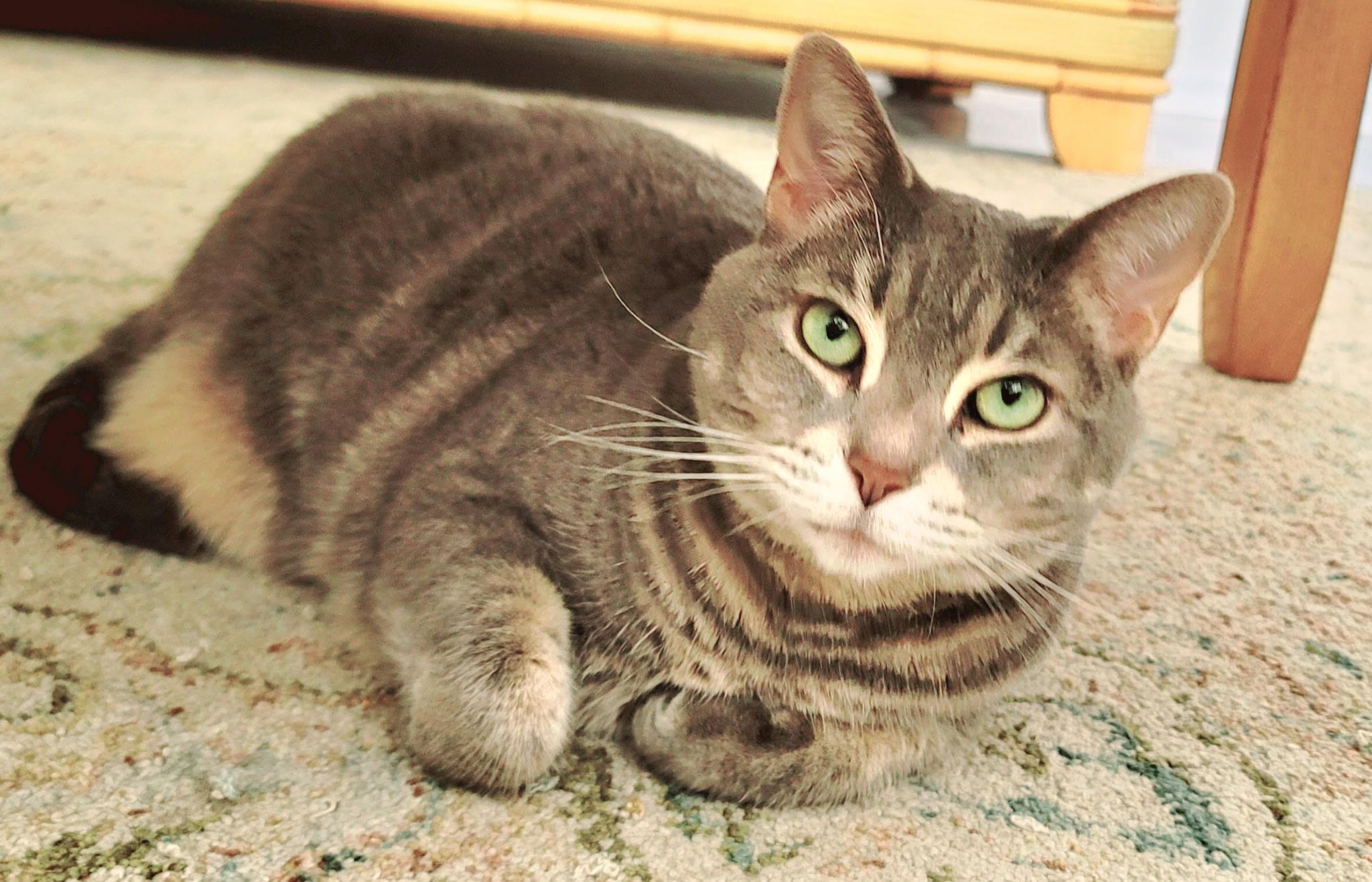Lola (SO FRIENDLY) w/supplies *VIDEO*, ADOPTABLE, Adult Female Domestic Short Hair.