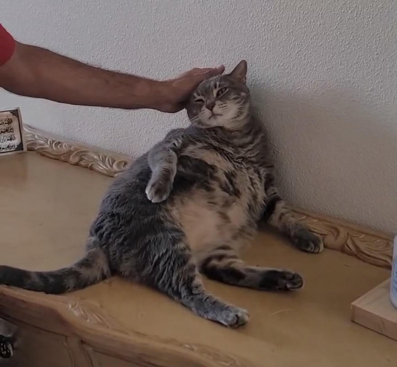Lola (SO FRIENDLY) w/supplies *VIDEO*, a ADOPTABLE Domestic Short Hair in Orlando, FL image 4/6