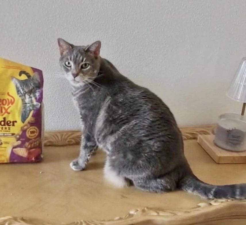 Lola (SO FRIENDLY) w/supplies *VIDEO*, a ADOPTABLE Domestic Short Hair in Orlando, FL image 3/6