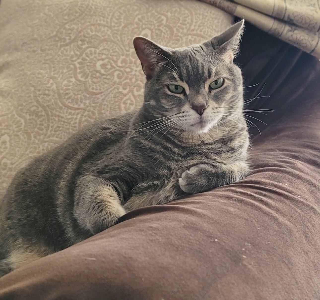 Lola (SO FRIENDLY) w/supplies *VIDEO*, a ADOPTABLE Domestic Short Hair in Orlando, FL image 5/6