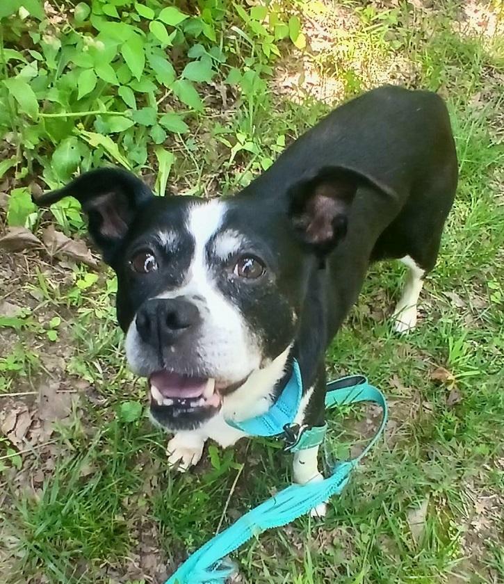 Enlarge GIRLYPOP, an adopted mixed breed in Pegram, TN image 4/4