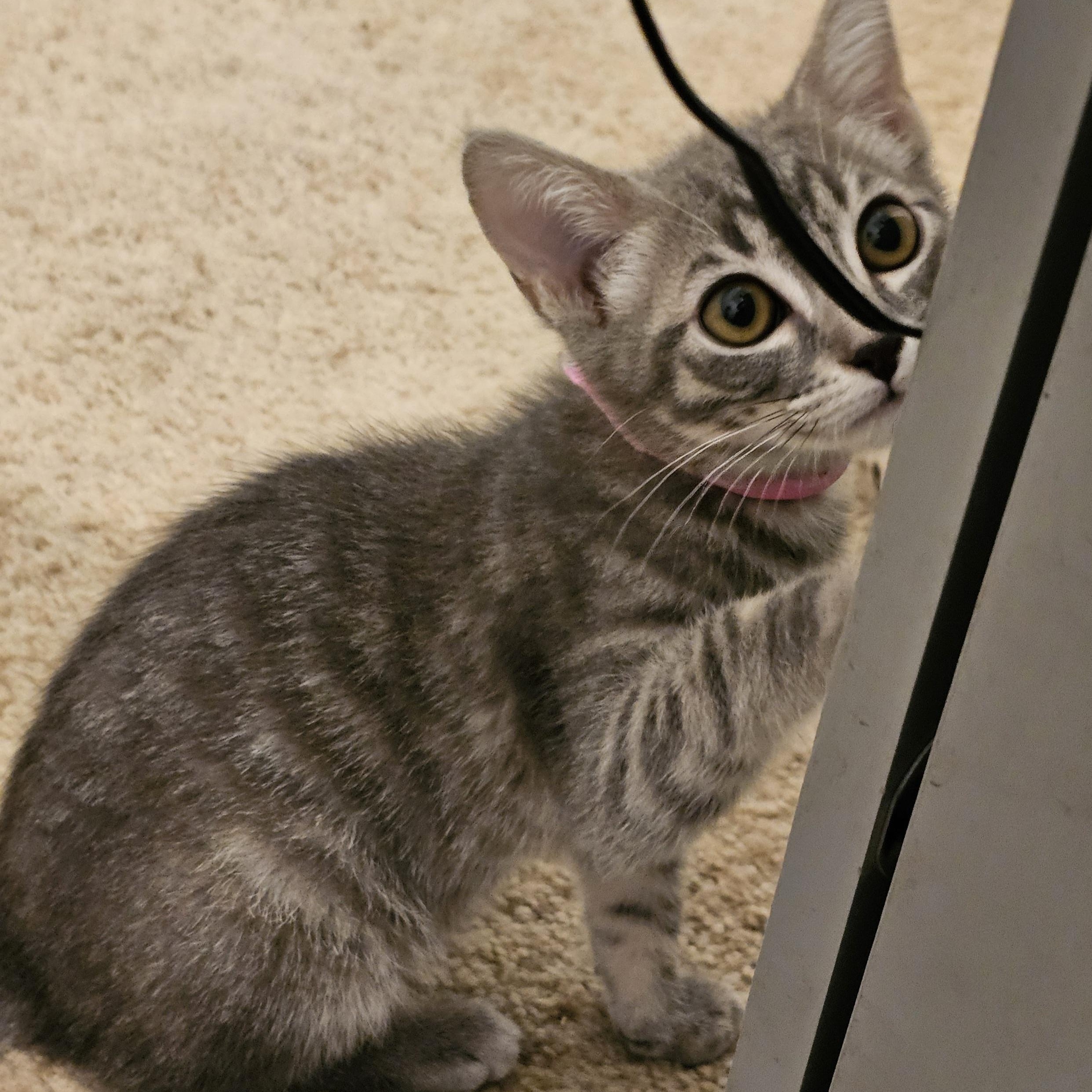 Enlarge Bella - Lovely Little Gal, a ADOPTABLE Tabby in Hoquiam, WA image 3/3