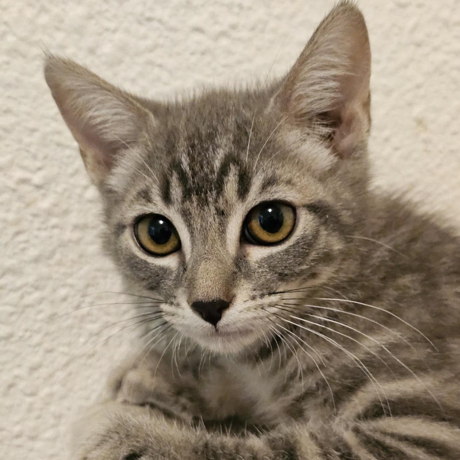 Enlarge Bella - Lovely Little Gal, a ADOPTABLE Tabby in Hoquiam, WA image 1/3