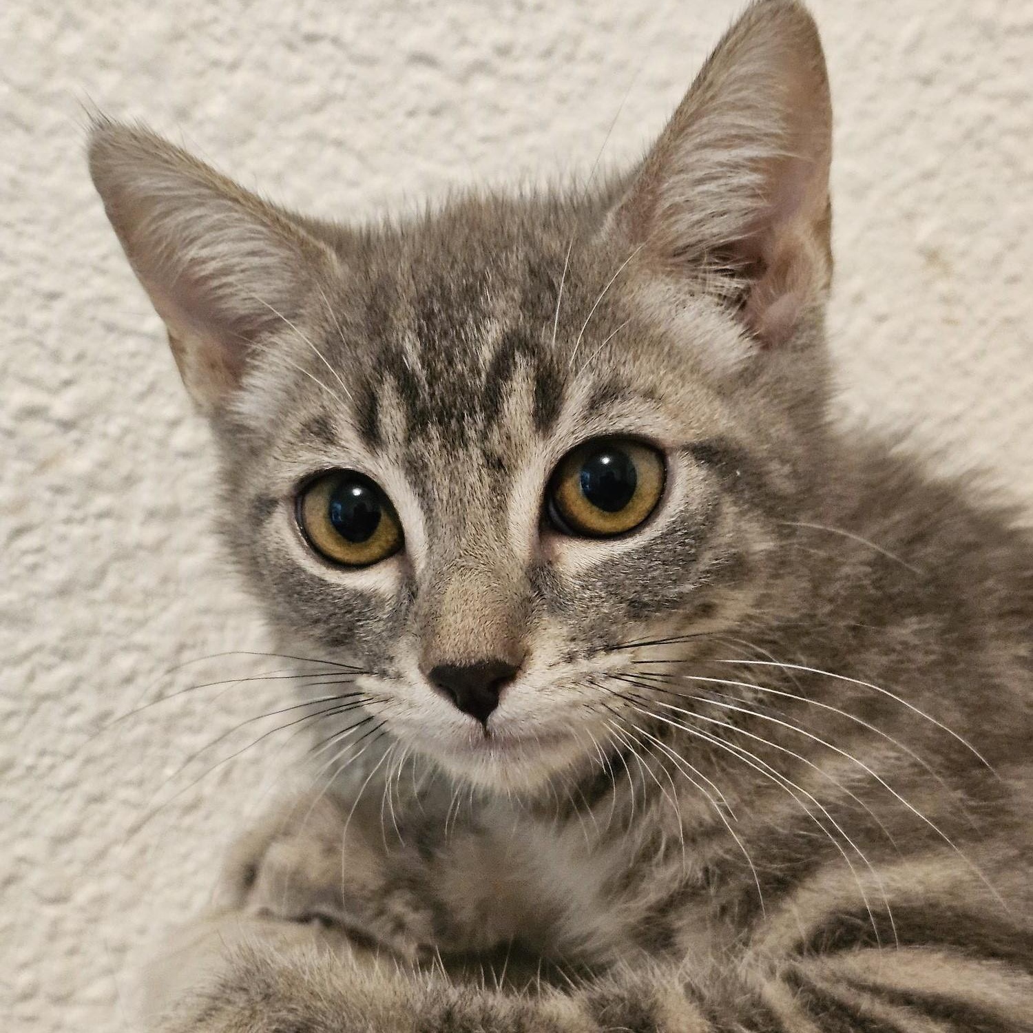 Enlarge Bella - Lovely Little Gal, a ADOPTABLE Tabby in Hoquiam, WA image 2/3