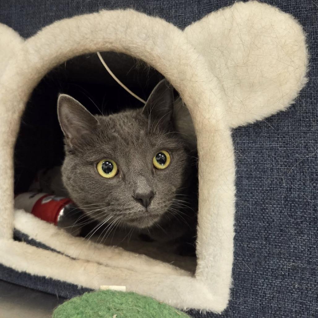 Bella, Adoptable, Adult Female Russian Blue.