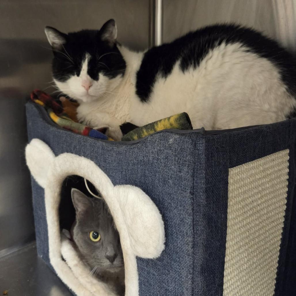 Enlarge Bella, a Adoptable Russian Blue in Ballston Spa, NY image 2/3