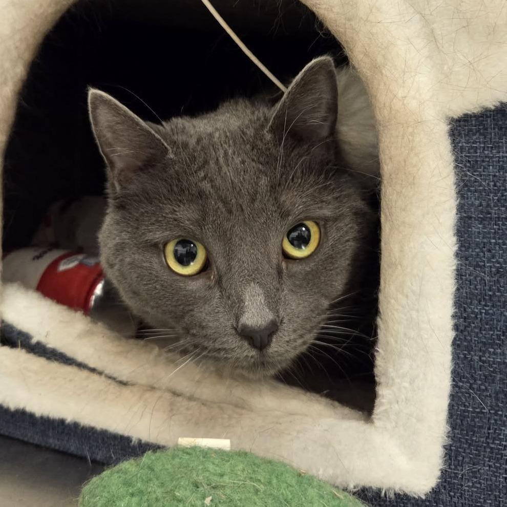 Enlarge Bella, a Adoptable Russian Blue in Ballston Spa, NY image 3/3